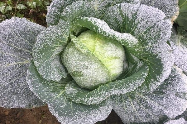 Băng tuyết phủ trắng diện tích rau bắp cải