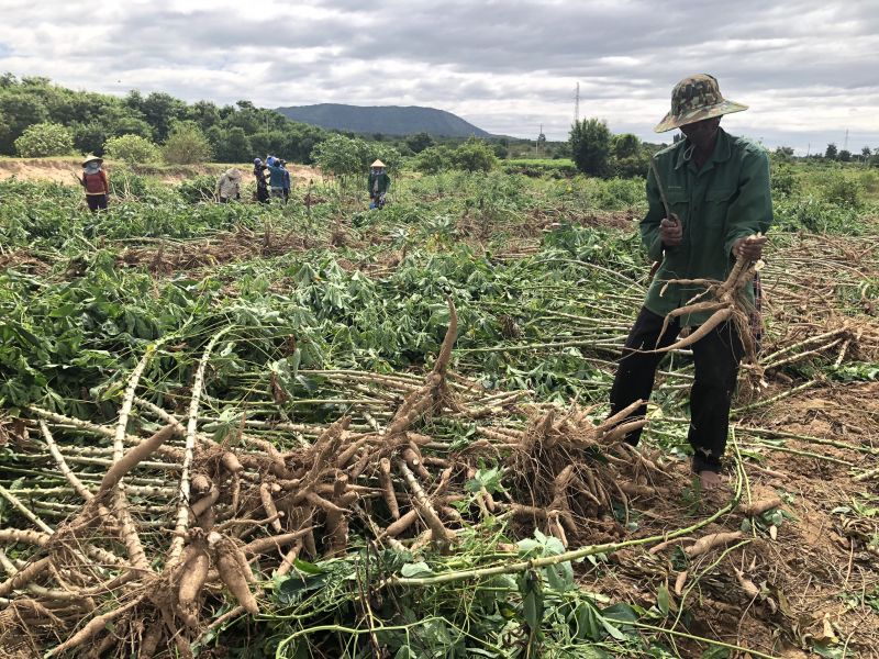 Gia Lai: Nông dân Krông Pa thi đua sản xuất kinh doanh giỏi