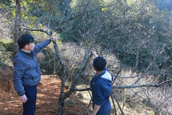 Lào Cai: Không truy xuất nguồn gốc đào dịp Tết