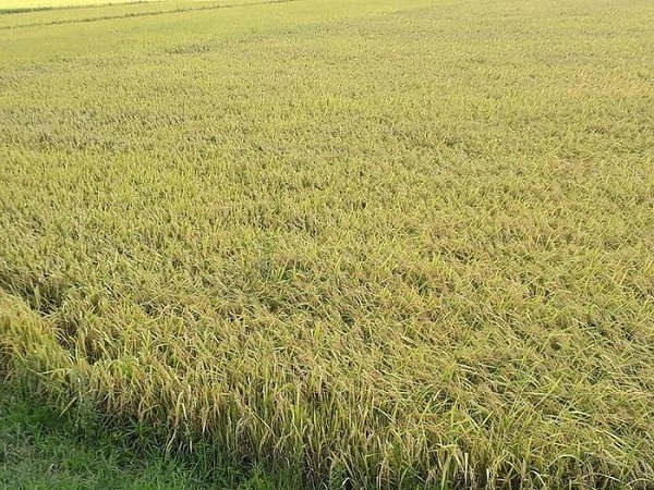 Giá lúa gạo ngày 17/1: Tiếp tục xu hướng đi ngang