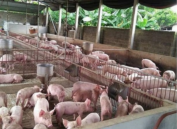 Giá heo hơi ngày 17/1: Dao động quanh mức 80.000 đồng/kg