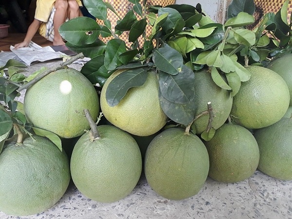 Cận Tết, bưởi da xanh xuống giá ở nhiều nơi