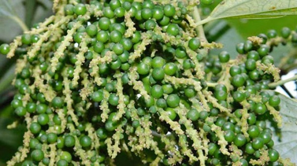 Tuần qua, giá tiêu có xu hướng giảm nhẹ