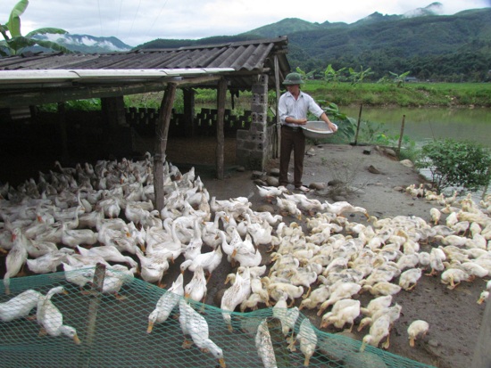 Hộ chăn nuôi trong tỉnh cần chủ động phòng chống bệnh cúm gia cầm. (Ảnh minh họa)