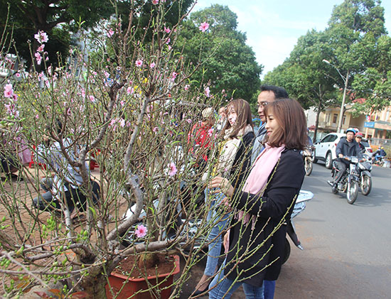 Đắk Lắk: Chợ hoa Xuân Tân Sửu diễn ra từ ngày 15 đến 30 tháng Chạp