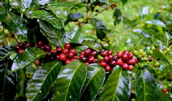 Giá cà phê giảm 300 - 400 đồng/kg