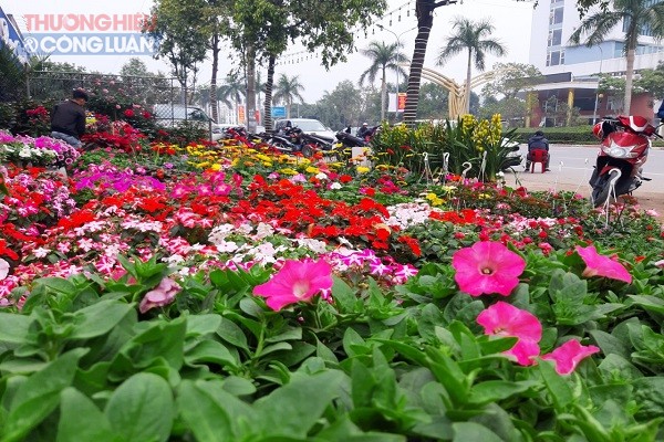 Đủ mọi loại hoa với màu sắc sặc sỡ đang khoe sắc trên tuyến đường Đại lộ Lê Nin, TP. Vinh (Nghệ An)