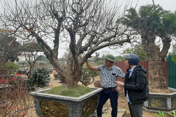 Nghệ An: Con đường hoa lớn nhất thành Vinh nhộn nhịp vào vụ Tết