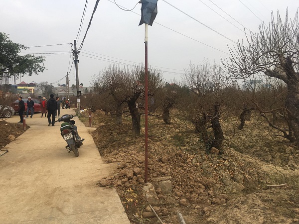 Hải Phòng: Sôi động thị trường hoa, cây cảnh dịp Tết Tân Sửu 2021