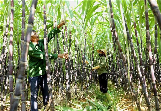 Thanh Hóa: Bảo đảm 100% hộ nghèo, cận nghèo có nhu cầu đều được vay vốn chính sách