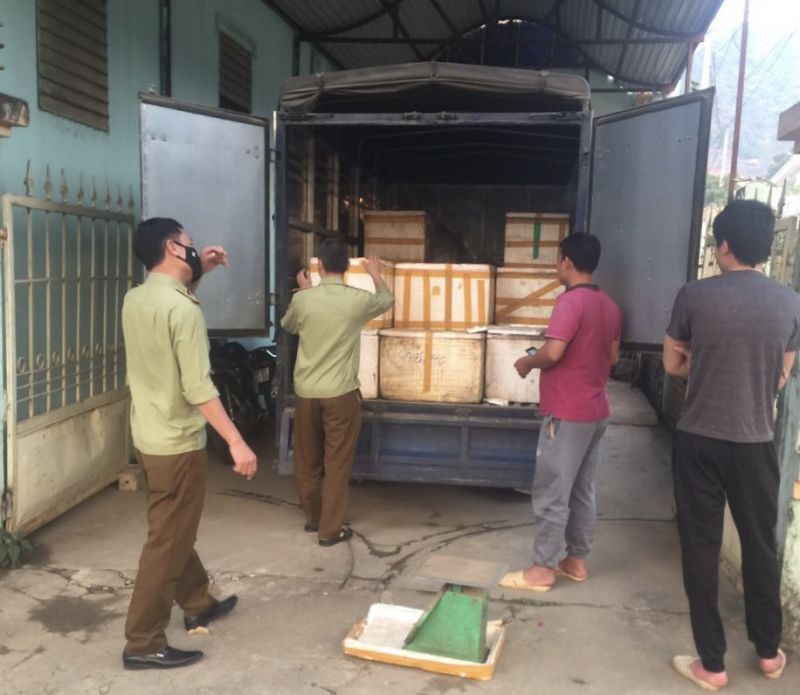 Sơn La: Kịp thời phát hiện, tiêu hủy gần 1.300 kg sản phẩm động vật đã bốc mùi