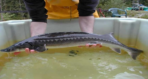 Kiểm soát nhập khẩu cá tầm thương phẩm dùng làm thực phẩm