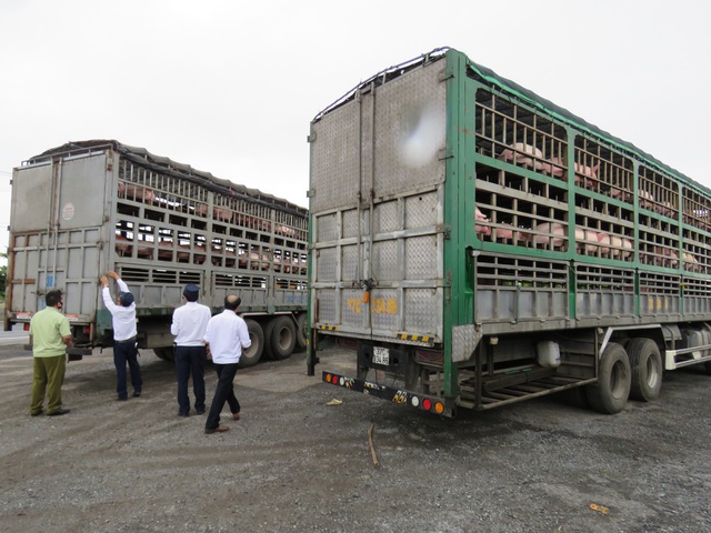 Thủ tướng chỉ đạo xử lý thông tin báo nêu việc buôn bán, vận chuyển trái phép lợn và các sản phẩm từ lợn qua biên giới (Ảnh minh họa)