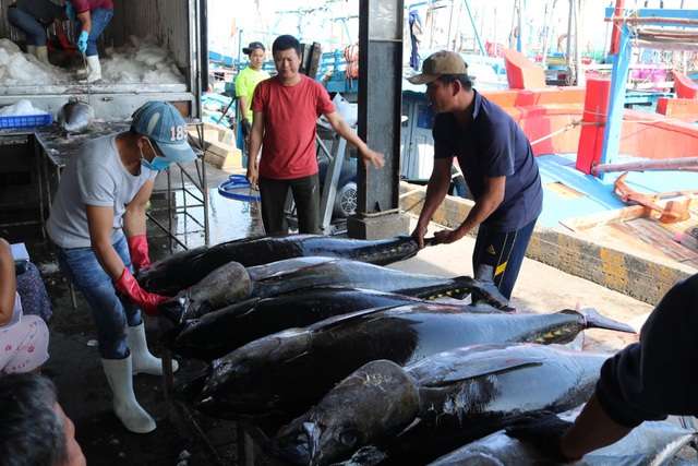 Nhu cầu xuất khẩu tăng mạnh khiến giá cá ngừ tăng cao. Ảnh minh họa