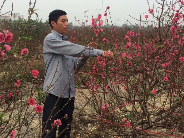 Hải Dương kêu gọi mua đào Tết hỗ trợ nông dân