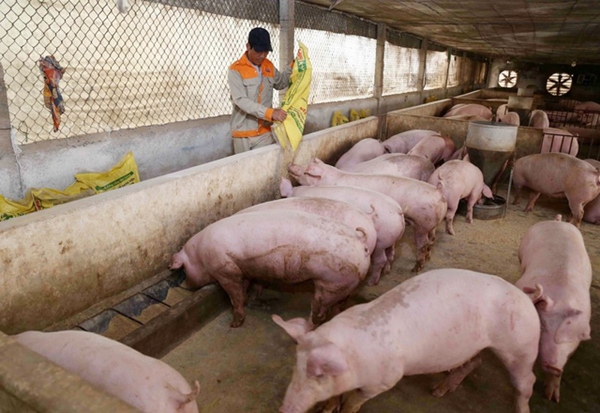 Giá heo hơi ngày 2/2: Giảm nhẹ từ 1.000 đến 3.000 đồng/kg