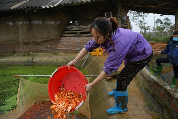 Làng Thủy Tầm (Phú Thọ) được xem là làng nuôi cá chép đỏ truyền thống, lâu đời và lớn nhất miền Bắc.