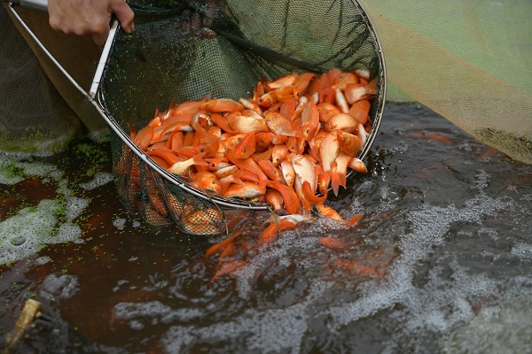 Làng Thủy Tầm (Phú Thọ) được xem là làng nuôi cá chép đỏ truyền thống, lâu đời và lớn nhất miền Bắc.
