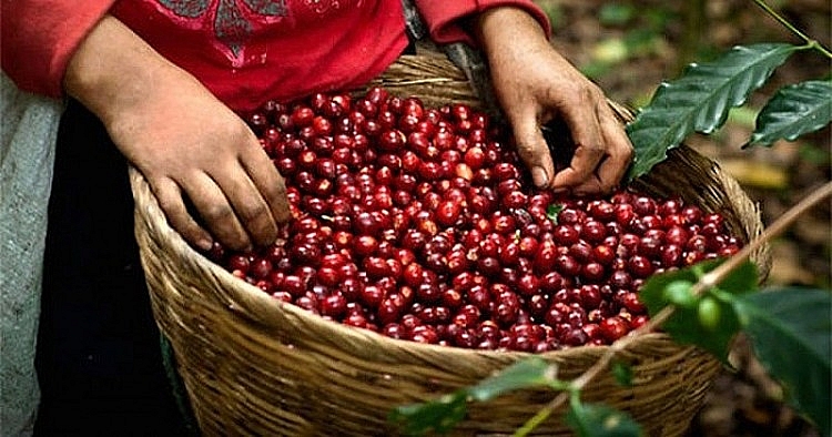 Giá cà phê ngày 2/2: Đồng loạt tăng mạnh