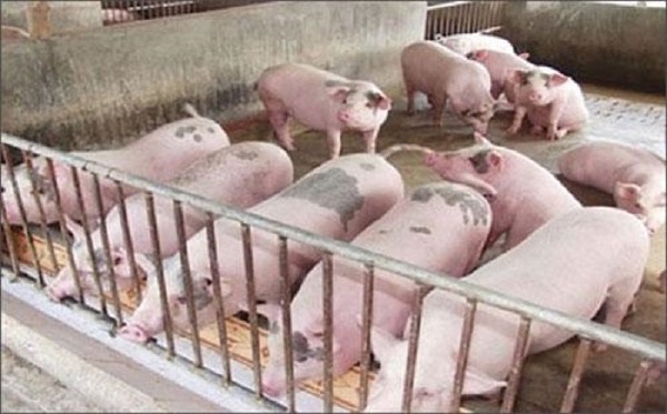 Giá heo hơi ngày 3/2: Tiếp tục giảm 1.000 - 2.000 đồng/kg tại một số địa phương