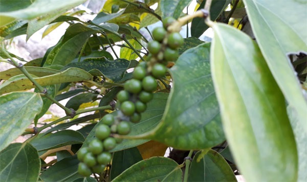 Thị trường giá nông sản ngày 3/2: Cà phê giảm 500 đồng/kg, tiêu đi ngang