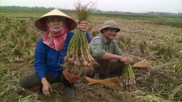 Hành củ đến vụ thu hoạch tại huyện Kinh Môn (Hải Dương) gặp khó trong tiêu thụ do dịch Covid-19