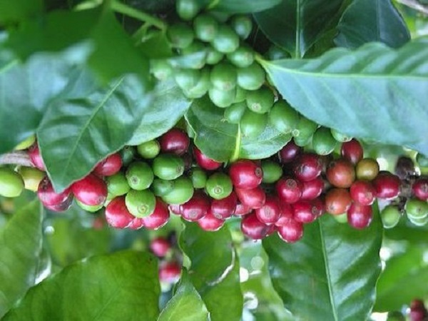 Giá cà phê trong khoảng 31.500 - 32.100 đồng/kg