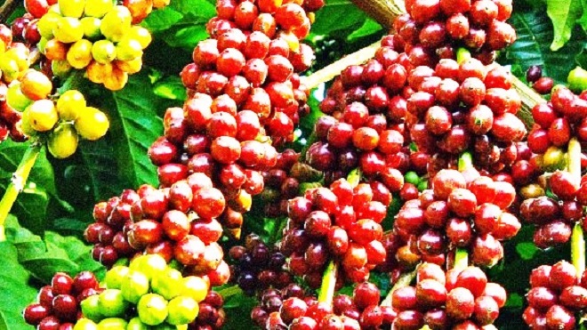 Giá cà phê ngày 6/2: Thị trường trong nước ổn định