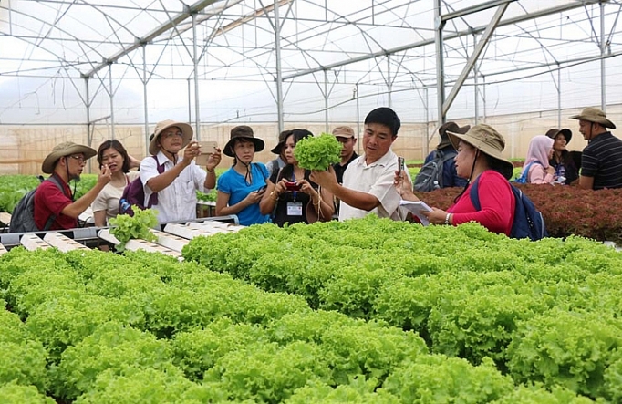 Hà Nội sẽ thành lập mới 152 tổ hợp tác, hợp tác xã, liên hiệp hợp tác xã