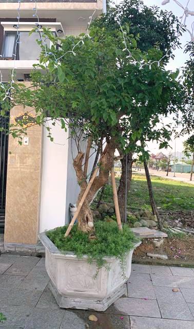 Đà Nẵng: Bức xúc nạn trộm cây cảnh cận Tết Nguyên Đán Tân Sửu 2021