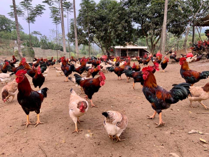 Tăng cường triển khai các giải pháp phòng, chống Không để các chủng virus cúm gia cầm lây sang người