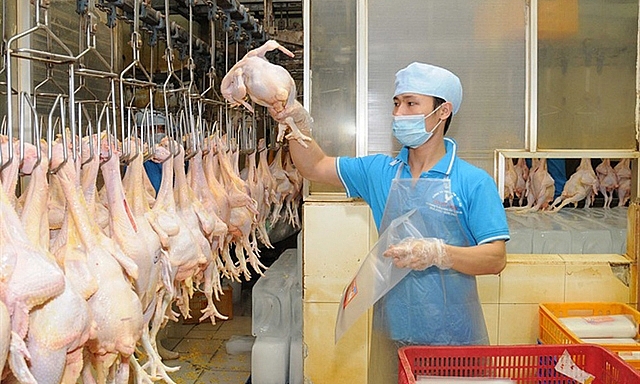 Tháng đầu năm, xuất khẩu các sản phẩm chăn nuôi ước đạt 26 triệu USD