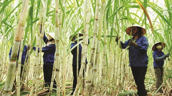 Sản xuất mía đường trong nước lao đao do đường nhập khẩu được trợ cấp và bán phá giá từ Thái Lan tăng mạnh