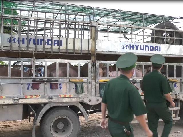 Lực lượng chức năng kiểm tra, kiểm soát nhằm chống buôn lậu lợn từ nước ngoài vào Việt Nam