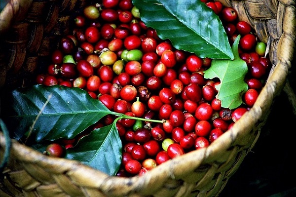 Cà phê trong nước khoảng 31.200 - 31.900 đồng/kg