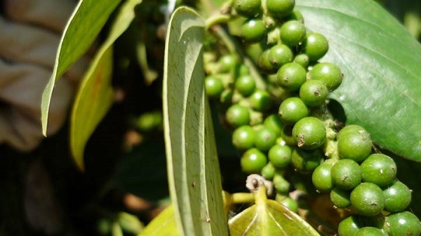 Chốt tuần, giá tiêu trong khoảng 51.000 - 53.500 đồng/kg