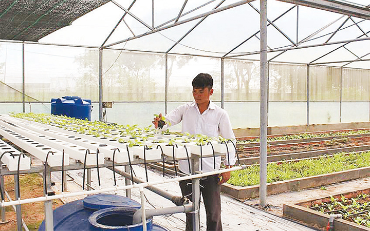 Mô hình trồng rau thủy canh tại Khu Nông nghiệp công nghệ cao TP Hồ Chí Minh
