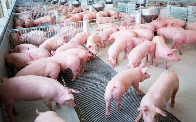 Giá heo hơi hôm nay 18/2: Giảm nhẹ ở nhiều địa phương