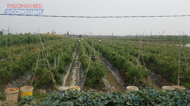 Cánh đồng cà chua tại xã Quang Phục đã đến kỳ thu hoạch