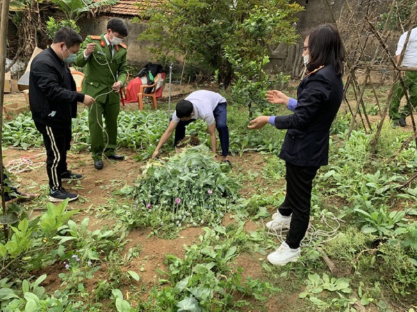 Bắc Giang: Phát hiện khoảng 3.000 cây cần sa trong vườn nhà người dân