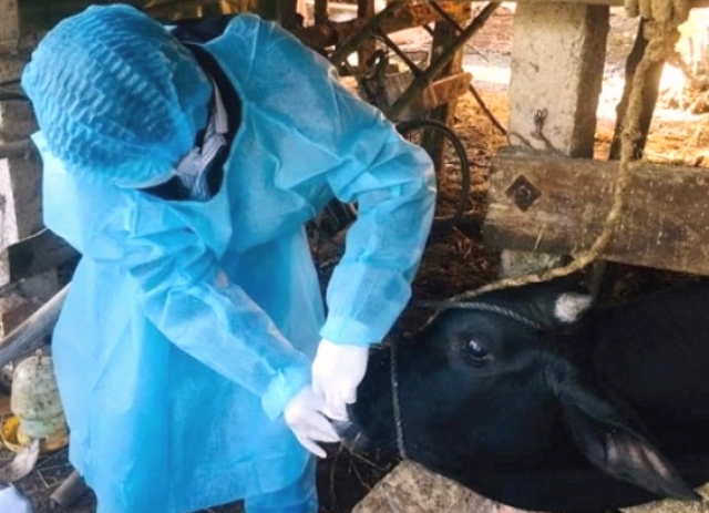 Quảng Ngãi: Khống chế ổ dịch lở mồm long móng ở bò