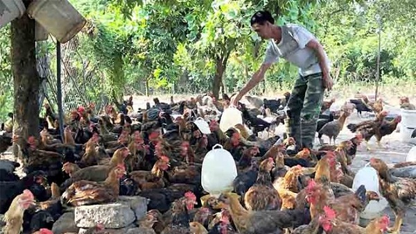 Hà Nội sẽ hỗ trợ tiêu thụ 1.600 tấn gà đồi Chí Linh