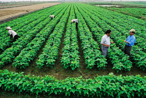 Hà Nội đẩy mạnh phát triển hợp tác xã nông nghiệp