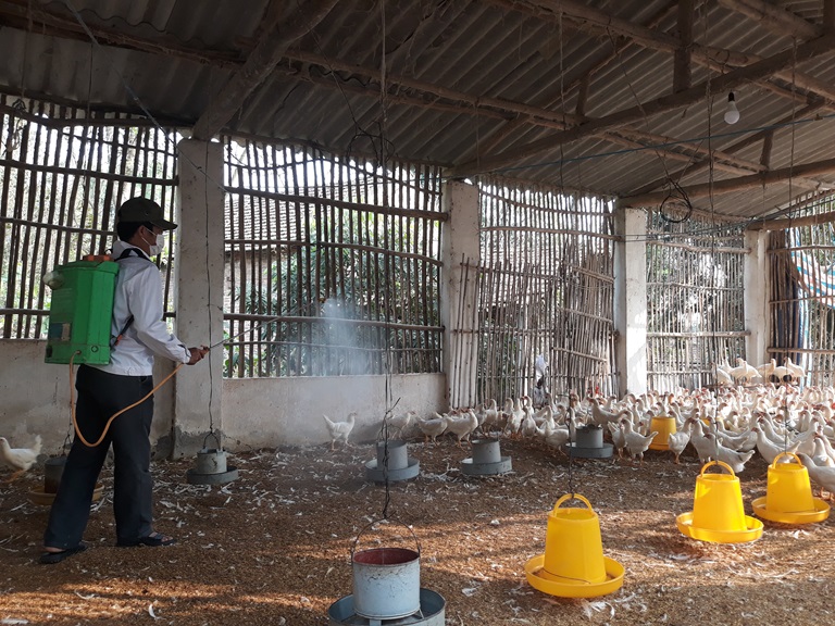 Thực hiện phun thuốc khử trùng tiêu độc chuồng trại là một trong những giải pháp ngăn ngừa bệnh cúm gia cầm, bảo vệ đàn vật nuôi.