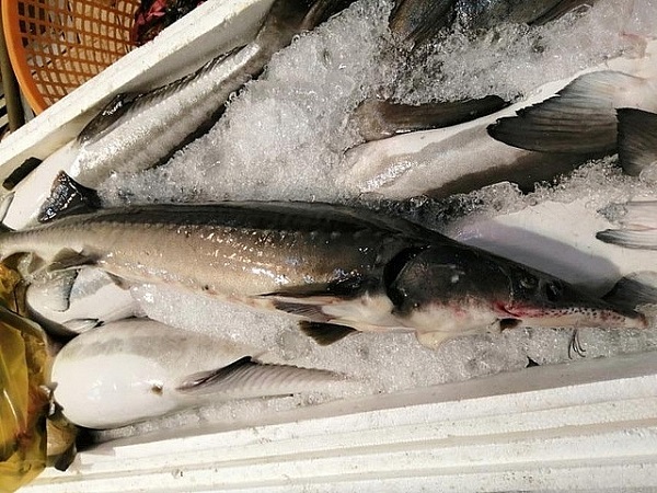 Tổng cục Hải quan yêu cầu siết chặt nhập khẩu cá tầm tại các cửa khẩu
