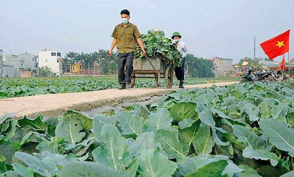 “Giải cứu" hàng nông sản mùa dịch: Cần phối hợp đồng bộ