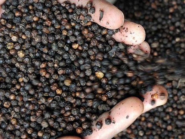 Thị trường giá nông sản ngày 26/2: Giá cà phê tăng nhẹ, tiêu đi ngang