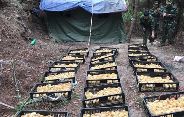 Lạng Sơn: Thu giữ 5.000 con gà giống nhập lậu gần cửa khẩu Chi Ma