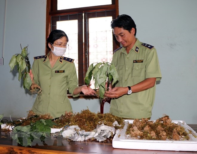 Phát hiện sâm Ngọc Linh giả từ phía Bắc đưa vào Kon Tum tiêu thụ