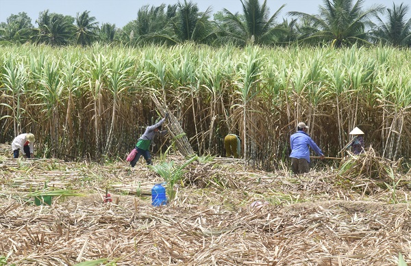 Nâng cao sức cạnh tranh ngành mía đường trong nước